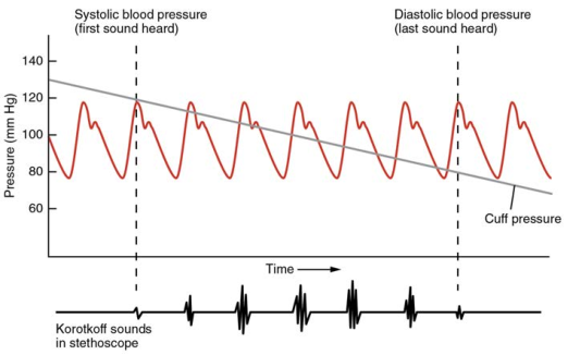 Blood pressure measurement Reprinted from Anatomy and Pathology