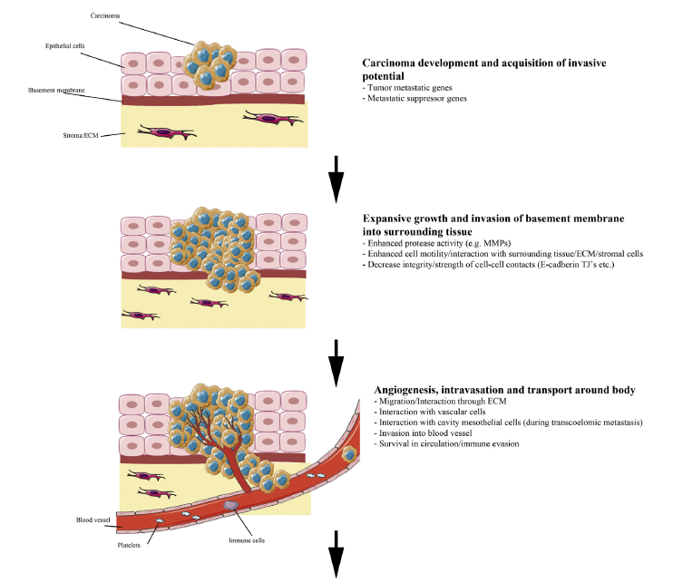 Mechanism of Tissue Invasion and Drug Resistance in AML and the ...