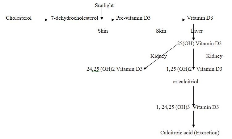 Vitamin D3 production and conversion to calcitriol (Chevalier, 1996, p. 326)