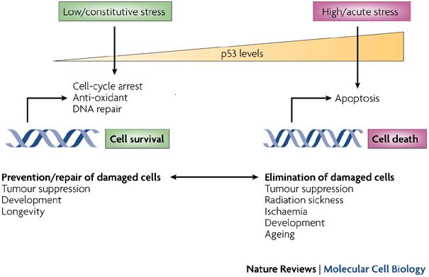 Vitamin D3 production and conversion to calcitriol (Chevalier, 1996, p. 326)