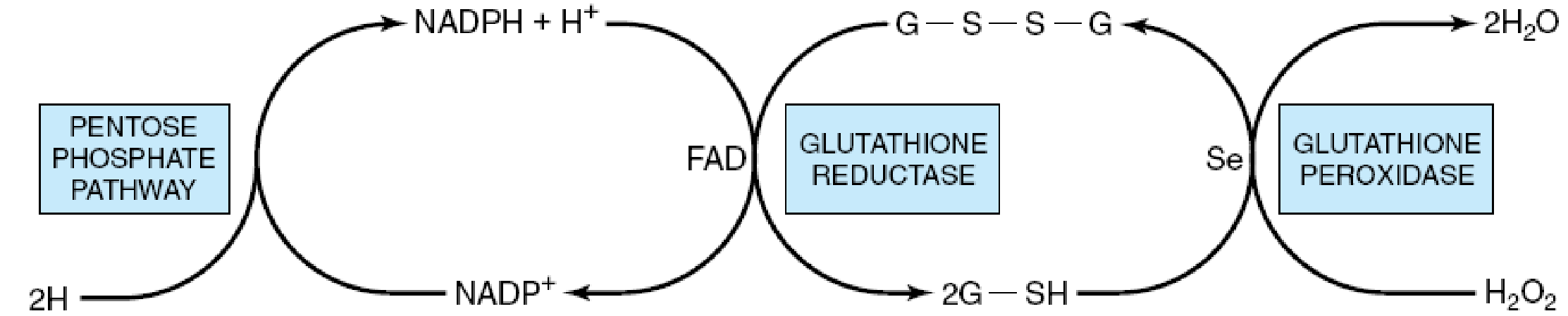 G-S-S-G, oxidized glutathione; G-SH, reduced glutathione; Se, selenium cofactor