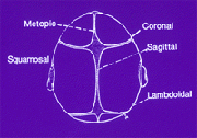 Sutures in the Skull